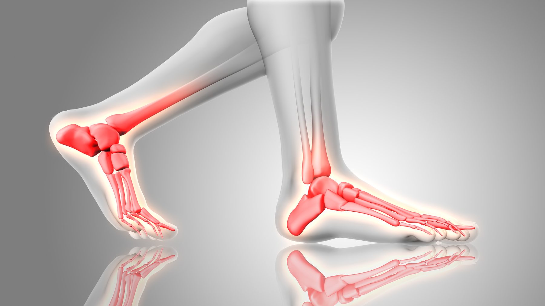 Foot bone and nerve close up