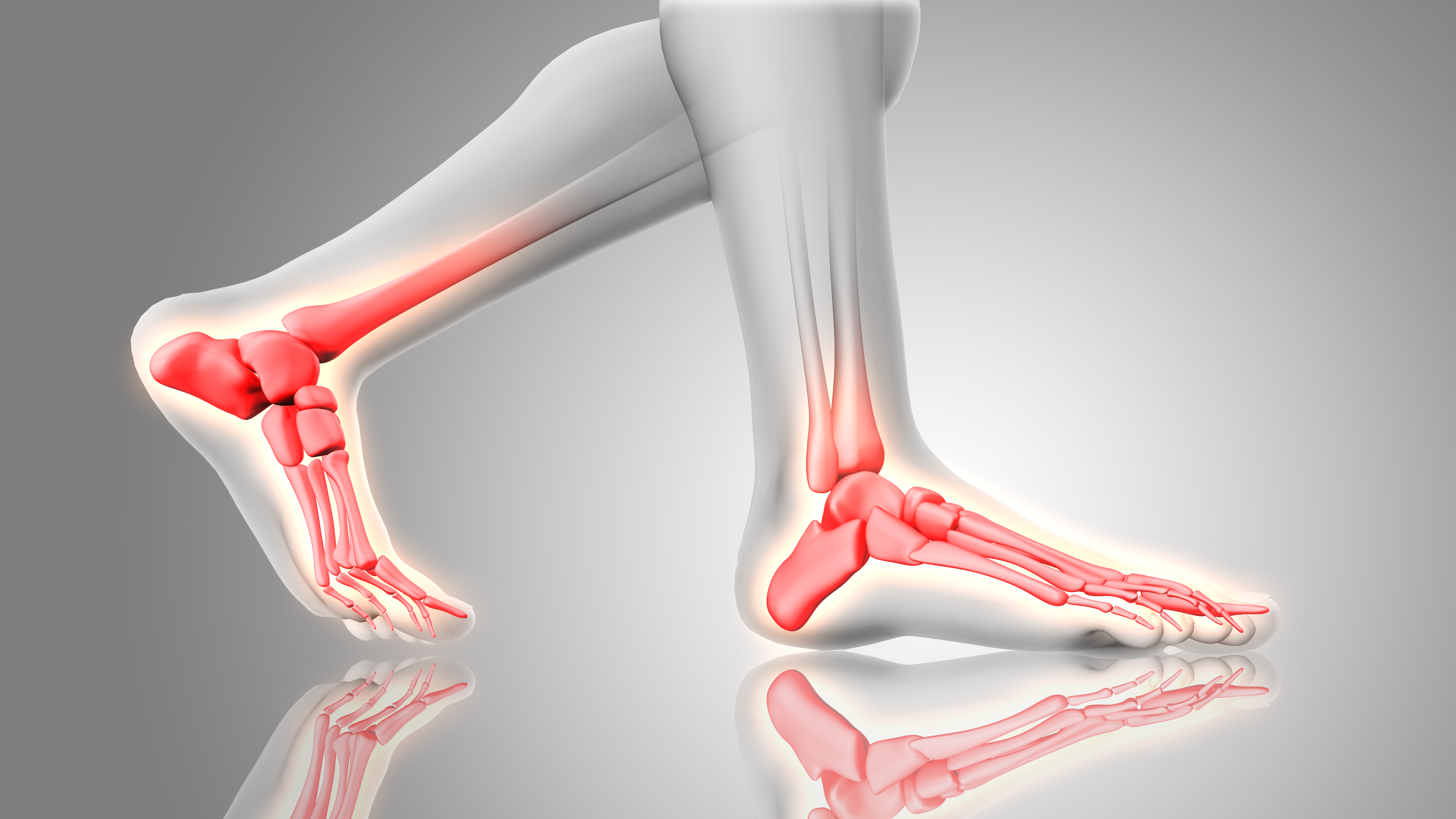 Foot bone and nerve close up